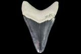 Serrated, Fossil Megalodon Tooth - Florida #110472-1